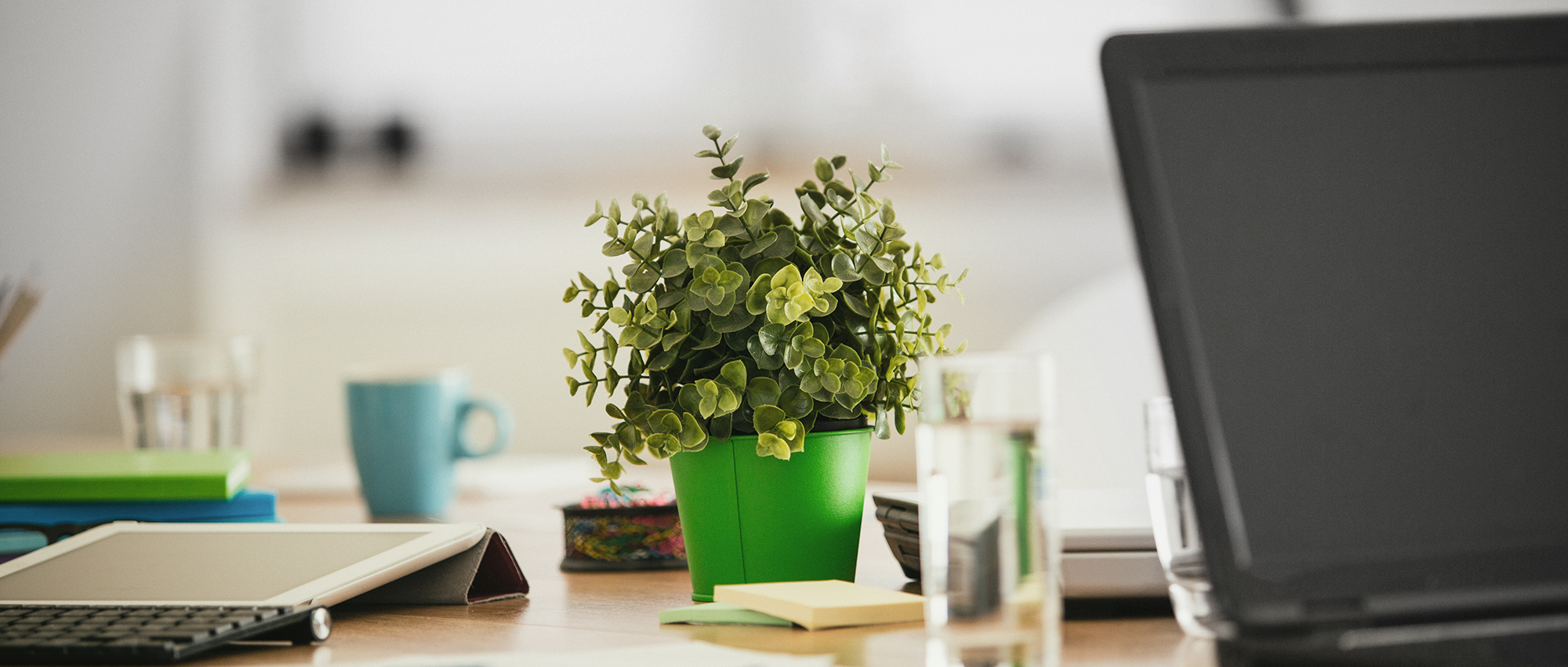 office desk succulent